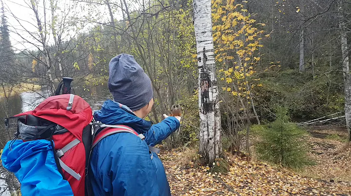 feeding Siberian Jay in Lapland
