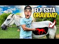 SERÁ que as ÉGUAS ENGRAVIDARAM do meu CAVALO EMBAIXADOR ?