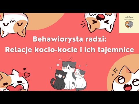 Wideo: Czyszczenie zębów kota: Przewodnik po pielęgnacji zębów dla kotów