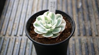 [品種紹介] 多肉植物 Echeveria Lenore Dean  [エケベリア ルノーディーン]