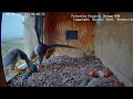 A male falcon brought a parrot to his first hatched chick/Ксавье опять попугая поймал