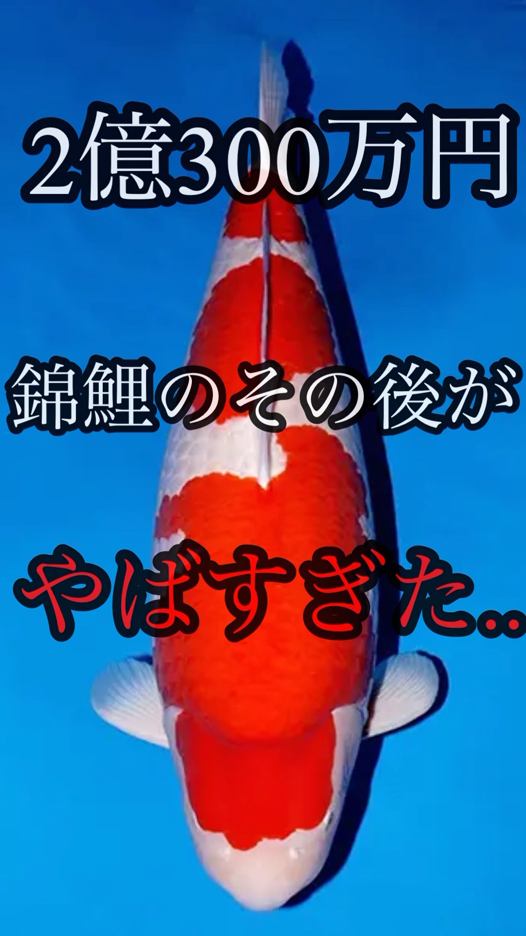 2億300万円の錦鯉のその後がやばすぎた#錦鯉 #koi #shorts - YouTube