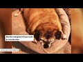 Sad, obese shelter dog sheds half of her 'Jabba the Hutt' body