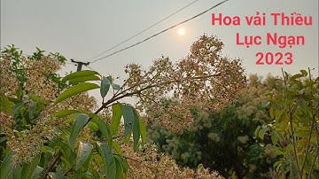 Mùa Hoa vải Thiều Lục Ngạn, Bắc Giang 2023 /// Chú Lanh Lục Ngạn