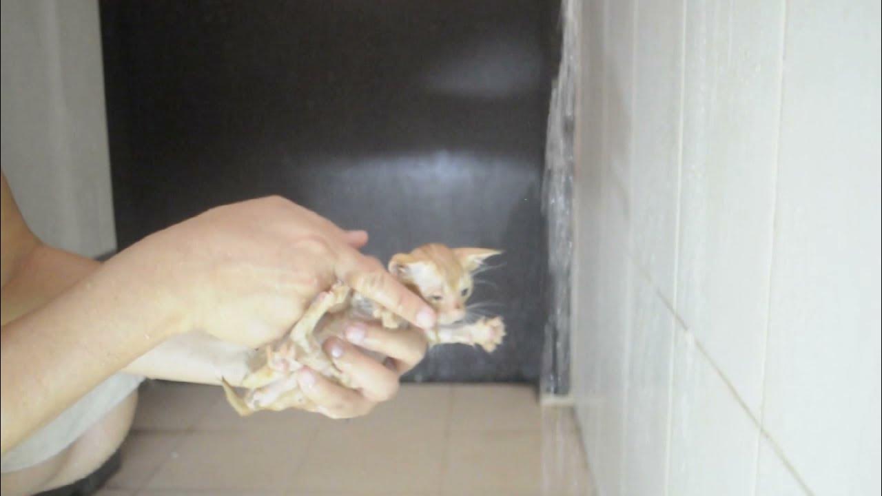 2nd Bathe .. Cute Abandoned Kitten .. to Rid Off Fleas YouTube