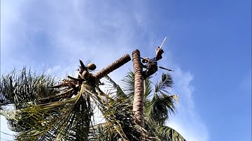 anh thợ cưa hạ cây dừa lão dài chục năm tuổi ở ba chúc