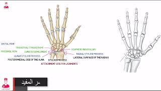 اليد ومفصل الرسغ || Wrist & hand