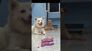 2 beautiful souls in single frame..#indiandog #rescuedog #vetdoctor #petreels #dogshorts #doglife