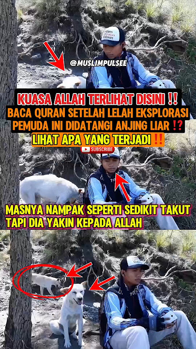 Bacaan Alqurannya panggil anjing liar⁉️inilah jadinya‼️#reaksi #alquran #bacaanalquran #muslimpulsee