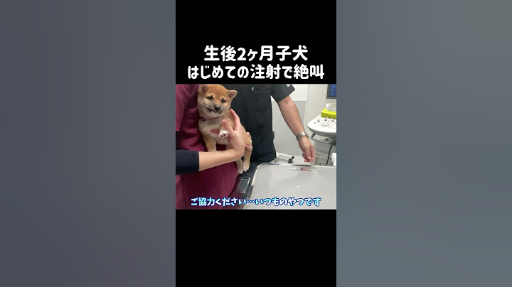 生後2ヶ月子犬はじめての注射で絶叫