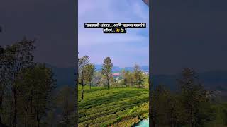उटीची सुंदर सकाळ | Tea Garden Morning View | Ooty Nature Shorts
