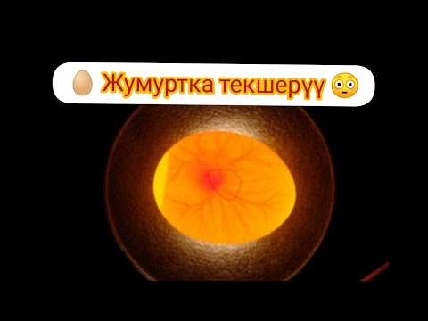 Video: Чириген жумуртканы кантип текшерсе болот же жокпу