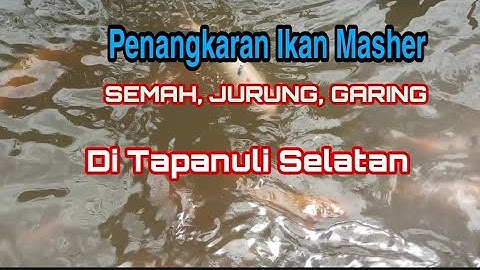 Penangkaran MASHER, SEMAH, JURUNG, GARING Di Tapanuli Selatan
