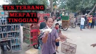 TERNYATA DI PASAR MERPATI TINGGIAN BISA DICOBA // MERPATI MURAH BERKUALITAS, TIDAK KACANGAN