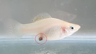 molly fish giving birth (HD) 2018
