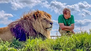Огромный ЛЕВ СТРАДАЕТ по своей львице и жалуется Олегу Зубкову на нелёгкую жизнь красивого льва!