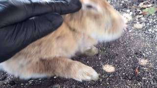 If the algorithm likes you, youโll see this bunny fiercely refusing pets.