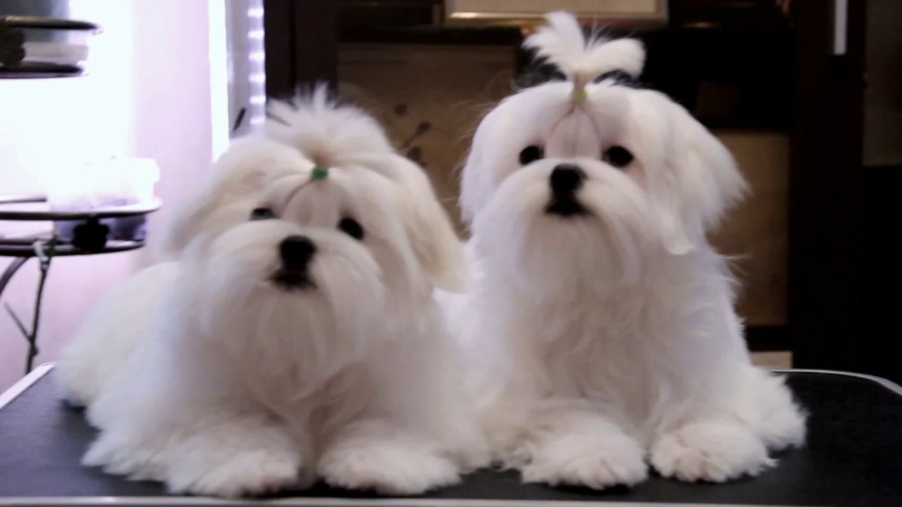 maltese kennel