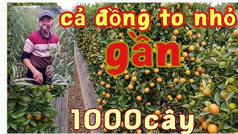 quất tết cây xanh quả to giá bán tại vườn quất 2022 có nhu cầu mua xin liên hệ:0986649723