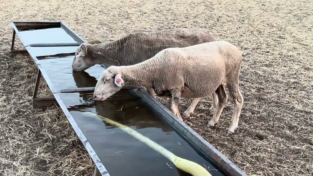 Lo que más le gusta a las Merinas es comer a la puesta de Sol 🌅