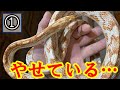 痩せ細ったヘビを引き取りました…①【Corn snake】