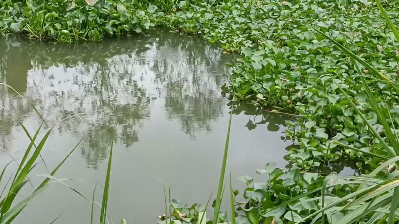 Tập 05 câu cá rô đồng, cá tra sông ở khu 4 nông trường Sông hậu 