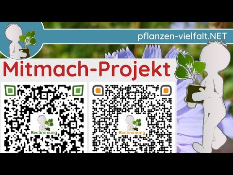 Video: Pflege von Kratzbeeren - Erfahren Sie mehr über das Pflanzen von Kratzbeeren