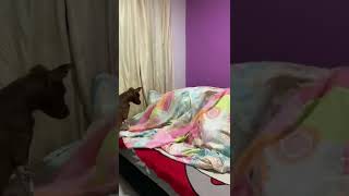 Miniatura del video "Mi marido es un salvaje en la cama 😱😱"
