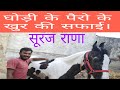 घोड़ी के पैरो के खुर की सफाई सूरज राणा। #surajrana #खुर #khur #horse #GBC77 #viralvideo