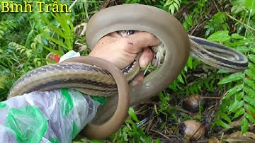 #Binhtran Ém 10 cái bẫy rắn ở Cù Lao Dung