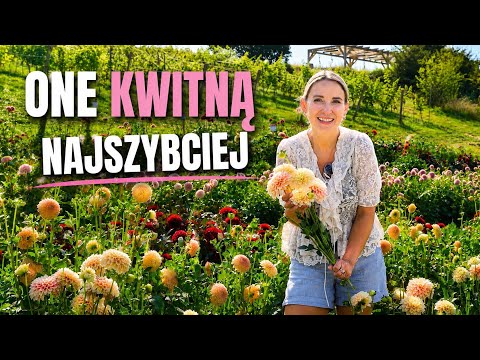 DAHLIAS - THE EARLIEST BLOOMING DAHLIA VARIETIES IN THE PINK FIELD
