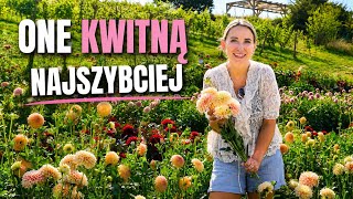 DAHLIAS - THE EARLIEST BLOOMING DAHLIA VARIETIES IN THE PINK FIELD