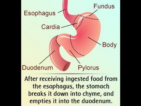 Understanding the Human Stomach Anatomy With Labeled Diagrams - YouTube