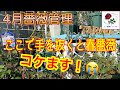ここで手を抜くと春薔薇コケます😭【4月薔薇管理】爆咲きに向けてラストスパート🌹