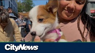 Corgi lovers unite in a Montreal paw-rade