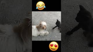 Cute little Cat and Dog playing #shorts