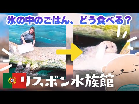 【リスボン水族館】天才的なお食事タイム！ラッコ目当てでポルトガルへ【世界のラッコ紀行】