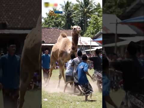 Detik-Detik Unta Kurban