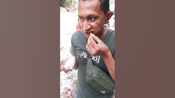 Cara Makan Sirih Pinang Yang Benar #SirihPinangKupang #shorts #NTT #arecanut #betel_leaf #cute