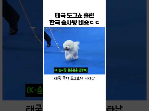 이번엔 세계대회 뒤집어놓은 비숑 #강아지 #반려견 #어질리티 #도그쇼 #비숑 thumbnail