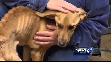 Woman accused of leaving dog in trash can in Hempfield Township