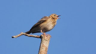 Singing Tree Pipit 2022