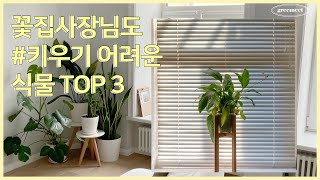 꽃집사장님도 키우기 어려운 식물은??🌿 초보에겐 조금 까다로운 플랜테리어식물  TOP3