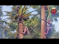 ताड़ का पेड़ | Thati Kallu | Toddy wine SAP | Morning Health drink Palmyra Palm sap