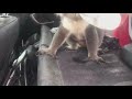 Australia koala sneaks into car to cool off in AC