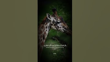 أجمل قراءة من سورة النمل | يتلوها القارئ: اسلام صبحي 🩵 #quran #اسلام_صبحي صوت #ارح_سمعك وقلبك