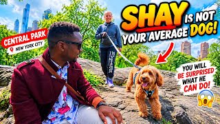 I Met Shay in Central Park… This Is NOT Your Average Dog! 😱🐶