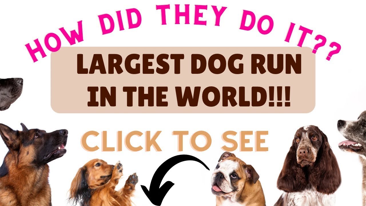 The LARGEST DOG RUN in America!!!!
