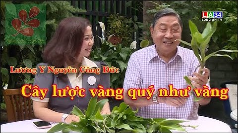 CÂY LƯỢC VÀNG QUÝ NHƯ VÀNG - Lương Y Nguyễn Công Đức
