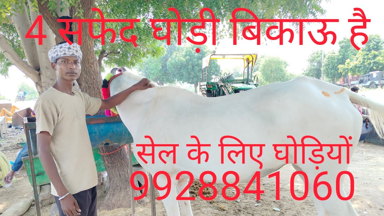 सफेद घोड़ियों सेल के लिए 4 घोड़ी बिकाऊ टोंक जिले में है horse video rajastan horse for sel kam kimat
